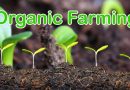 Organic farming boosts finances while protecting the environment and saving human lives