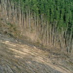 Cutting Trees, Cutting Lives: Africa Among Worst Hit by Deforestation Heat